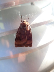Noctuinae