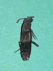 Staphylininae