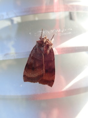 Noctuinae