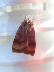 Noctuinae