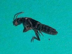 Staphylininae