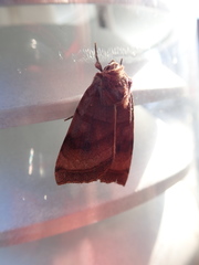 Noctuinae