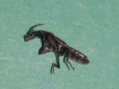 Staphylininae