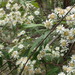 Olearia lirata - Photo (c) Ralph Foster,  זכויות יוצרים חלקיות (CC BY-NC)
