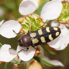 Castiarina
