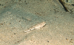 Favonigobius lateralis
