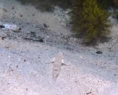 Favonigobius lateralis