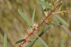 Hakea repullulans