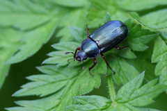 Platycerus caraboides