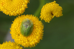 Cassida stigmatica