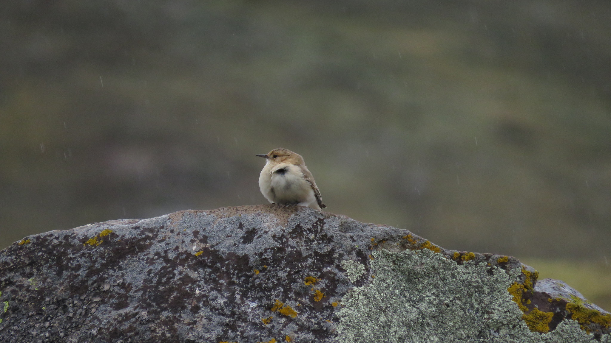 Dark-winged Miner (Geositta saxicolina), photo 9