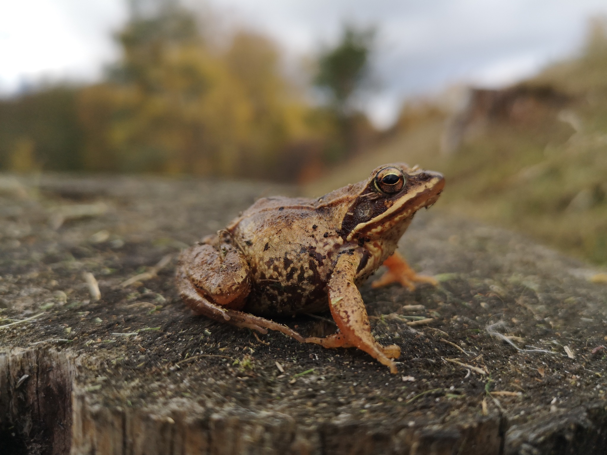 European Common Frog (Rana temporaria) · iNaturalist