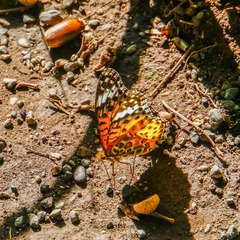 Argynnis hyperbius