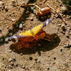 Argynnis hyperbius
