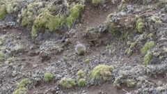 Sicalis uropygialis