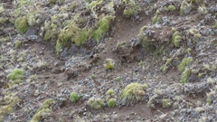 Sicalis uropygialis