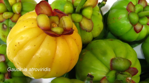 Image of Garcinia atroviridis by (c) Ong Jyh Seng, some rights reserved (CC BY-SA)