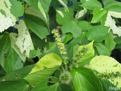 Acalypha wilkesiana