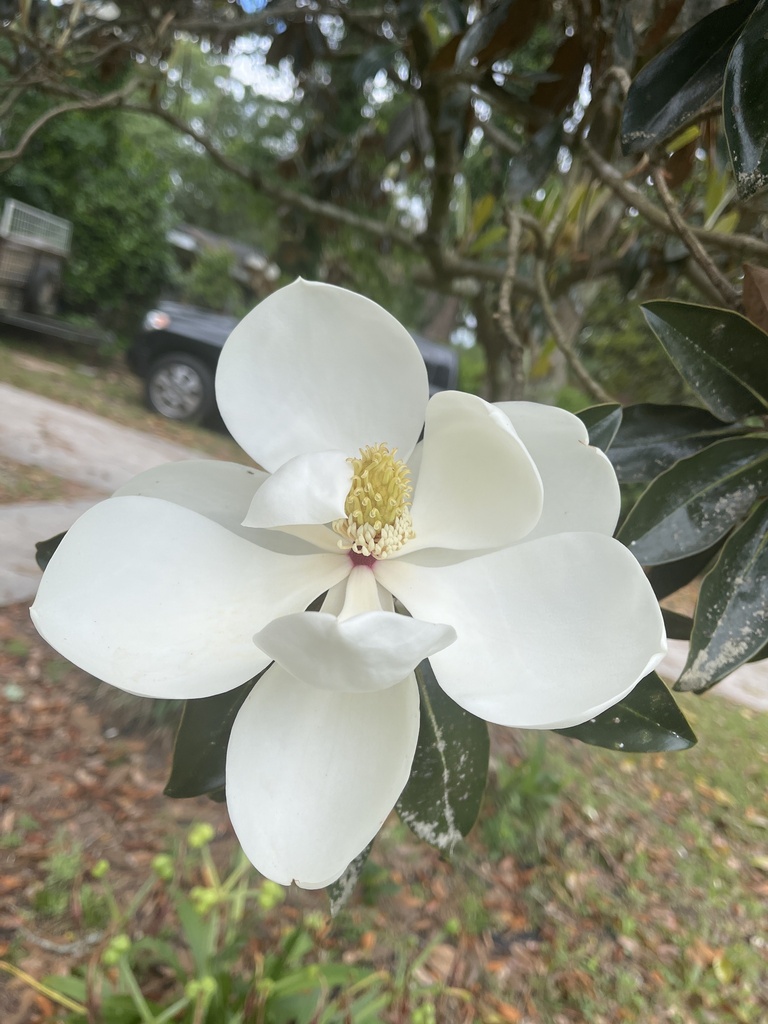 magnolias from Whitehall Ave, Rincon, GA, US on April 30, 2023 at 12:47 ...