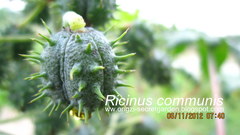 Ricinus communis