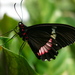 Parides panares lycimenes - Photo (c) Gonzalo Mucientes Sandoval, some rights reserved (CC BY-NC-SA), uploaded by Gonzalo Mucientes Sandoval