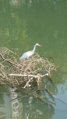 Ardea alba