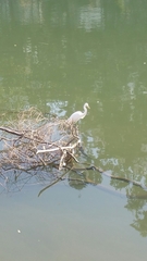 Ardea alba