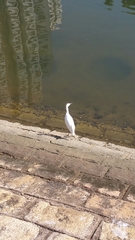 Egretta garzetta