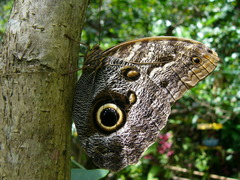 Caligo telamonius memnon