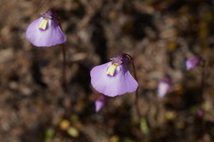 Utricularia grampiana