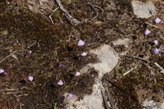 Utricularia grampiana