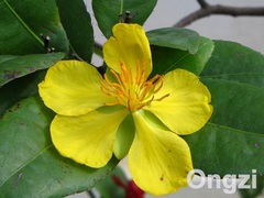 Ochna serrulata
