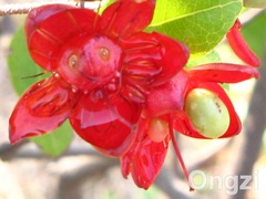 Ochna serrulata