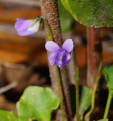 Viola sieberiana