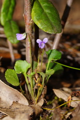 Viola sieberiana