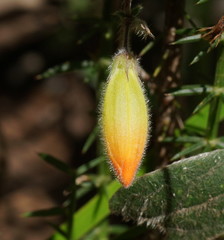 Marianthus bignoniaceus