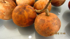 Baccaurea macrocarpa