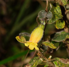 Marianthus bignoniaceus