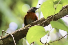 Synallaxis erythrothorax