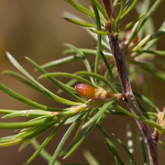 Cliffortia atrata