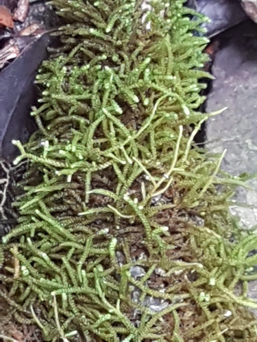 Camptochaete excavata, 2018-10-20