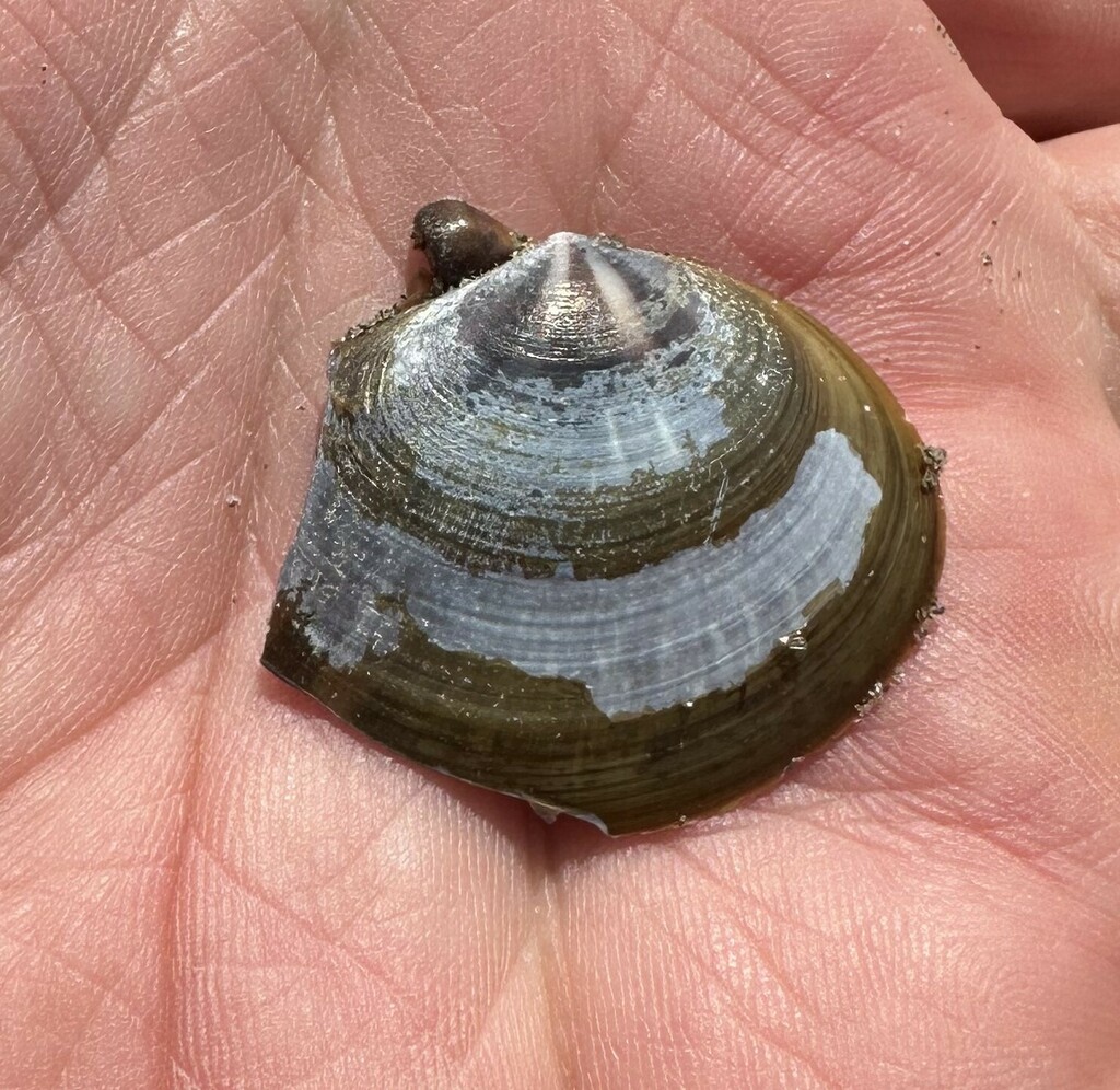 Purple Mahogany Clam from Seaside, Clatsop County, OR, USA on April 14