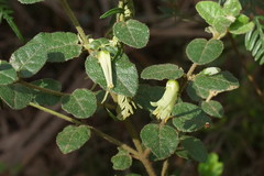 Correa aemula
