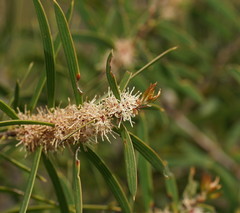 Hakea repullulans