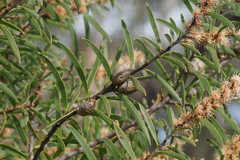 Hakea repullulans