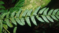 Polystichum transvaalense