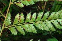 Polystichum transvaalense