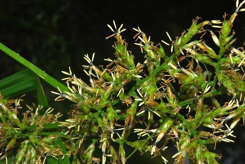 Carex spicatopaniculata image