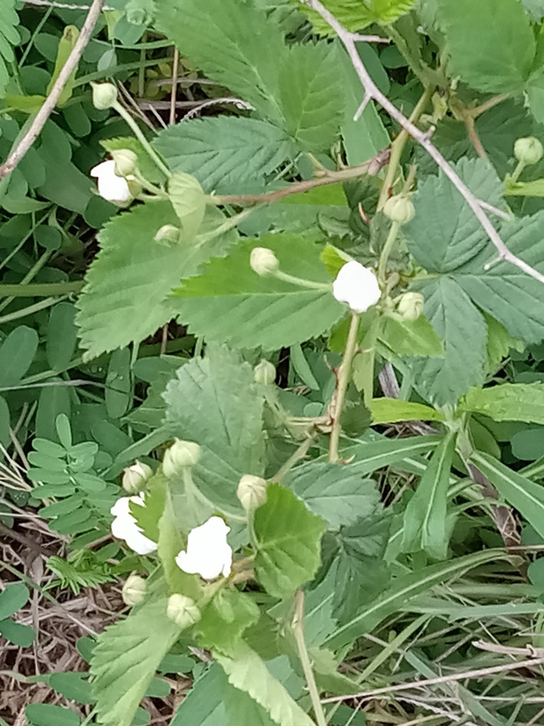 Common Dewberry from Centreville, VA, USA on April 29, 2023 at 0539 PM