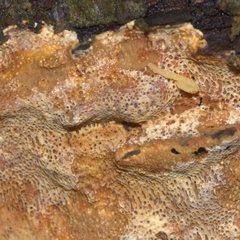 Fibroporia